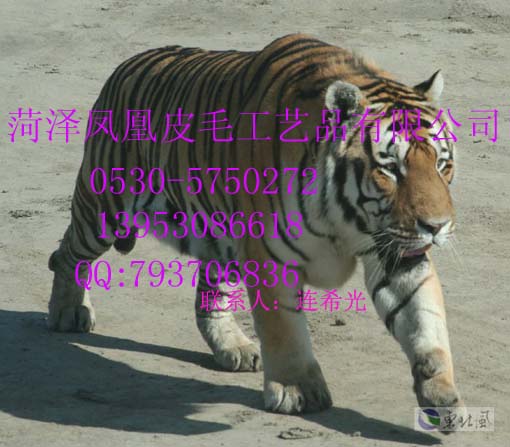 云龙供应仿真皮毛动物老虎